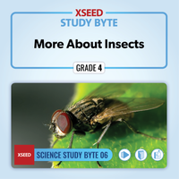 More About Insects [G4]