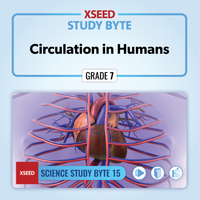 Circulation in Humans [G7]